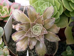 Aeonium holochrysum