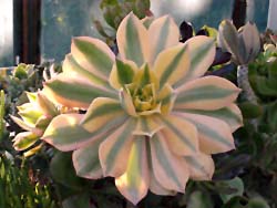 Aeonium percarneum f. variegata