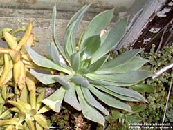 Aeonium percarneum