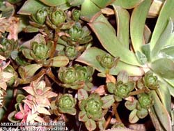 Aeonium sedifolium