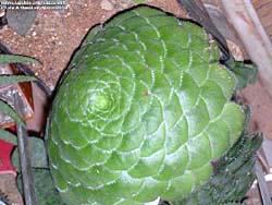 Aeonium tabuliforme