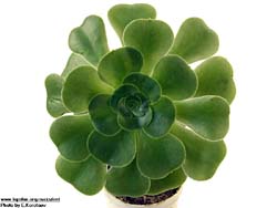 Aeonium tabuliforme X undulatum