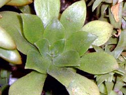 Aeonium viscatum