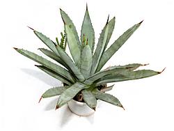 Agave macroacantha