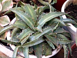 Agave univittata