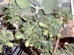 Aichryson (Aeonium) X goochiae f. variegata
