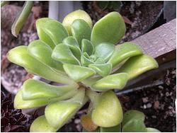 Aichryson (Aeonium) lindleyi 