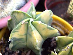 Astrophytum myriostigma f. nudum f. variegata