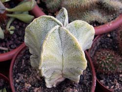 Astrophytum myriostigma f. variegata