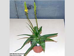 Bulbine latifolia (natalensis)