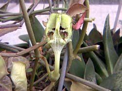 Ceropegia sandersonii X radicans