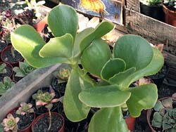 Cotyledon orbiculata var. oblonga