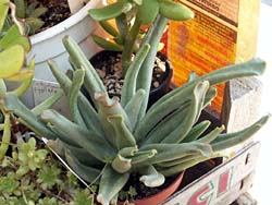 Cotyledon campanulata cv. Oktopus