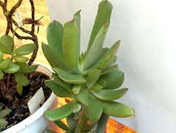 Cotyledon orbiculata v. flanaganii