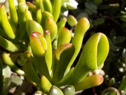     (C. portulacea X lactea)