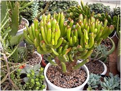 Crassula ovata cv. Hobbit (C. convoluta cv. Gollum, C. portulacea f. monstrosa)