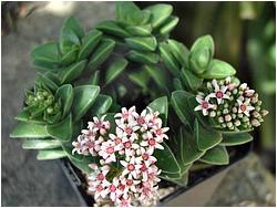 Crassula cv. Spring Time (X nudicaulis)