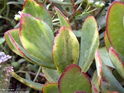 Crassula arborescens ssp. undulatifolia f. variegata