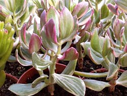 Crassula ovata cv. Tricolor (var. obliqua f. variegata)