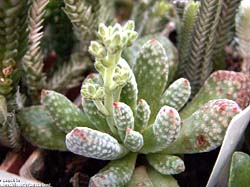 Crassula ausensis ssp. ausensis