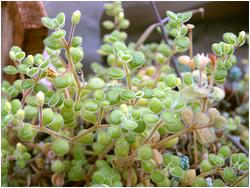 Crassula browniana (Crassula expansa)