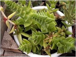 Crassula corymbulosa green