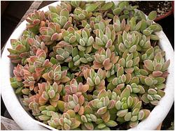 Crassula ernestii 