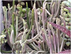 Crassula lycopodioides f. variegata