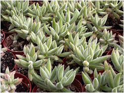 Crassula mesembryanthemoides