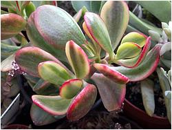 Crassula ovata cv. Hummels Sunset (portulacea f. variegata)