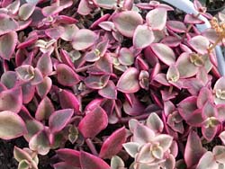 Crassula pellucida f. rubra f. marginata