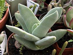 Crassula perfoliata var. major