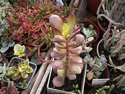 Crassula ovata cv. Crosbis Compact (portulacea v. minor)