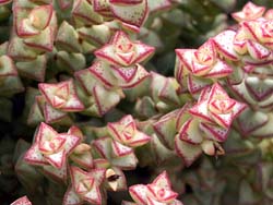 Crassula rupestris ssp. commutata (cv. Tom Thumb) 