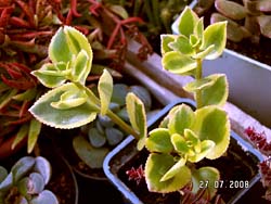 Crassula sarmentosa f. variegata