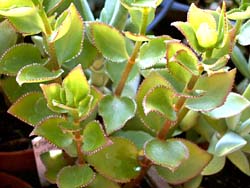 Crassula sarmentosa