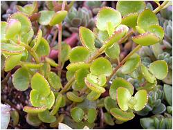 Crassula spathulata