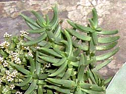 Crassula tetragona