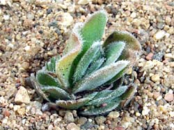 Crassula tomentosa