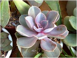 Echeveria cv. Perle Von Nurnberg (gibbiflora v. metallica X potosina) 