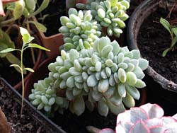 Echeveria amoena f. cristata