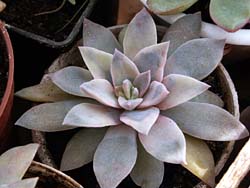 Echeveria carnicolor f. variegata
