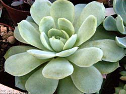 Echeveria elegans