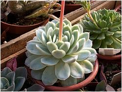 Echeveria-elegans2-Lapshin2010.jpg