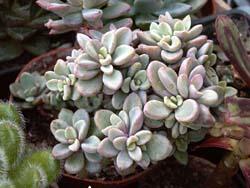 Echeveria sp. (aff. expatriata broken)