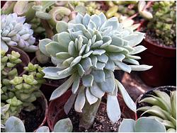 Echeveria glauca ssp. pumila f. cristata