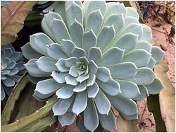 Echeveria glauca ssp. pumila