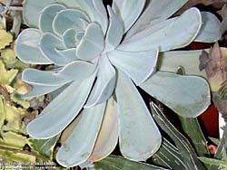 Echeveria imbricata (Oliverantus elegans)