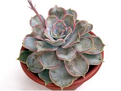 Echeveria lilacina