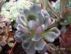 Echeveria moranii 